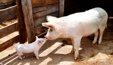 Capacitación e inseminación artificial porcina